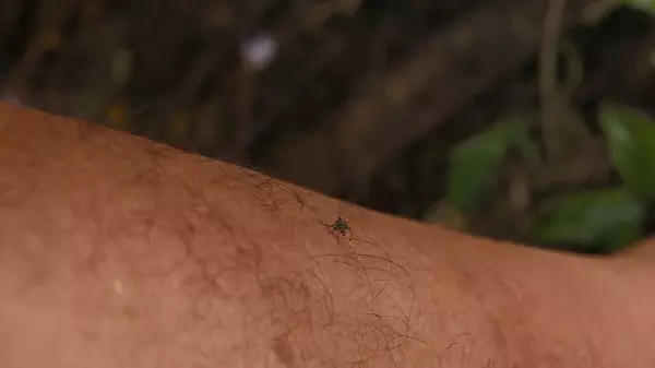 Santa Bárbara dOeste confirma três mortes por dengue em 2022