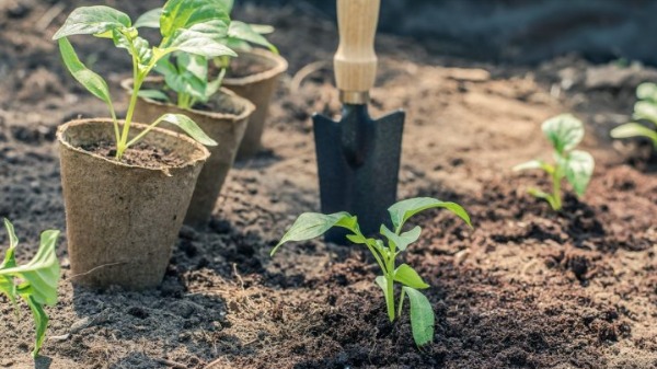 Mudas plantas - Foto: Casa Horta