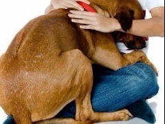 Veja dicas de como ajudar seu pet para os fogos da noite de Réveillon