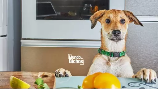 Alimentos nocivos para pets: veja lista