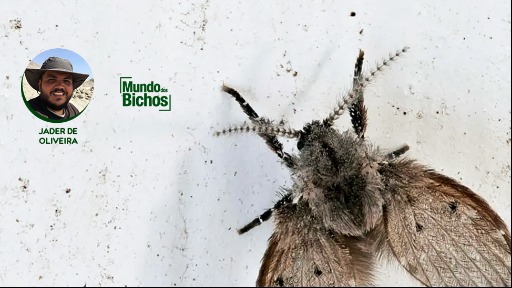 Você conhece a Mosca do banheiro? - Foto: Mundos dos Bichos