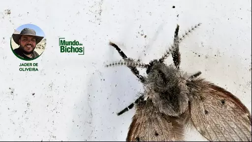 Você conhece a mosca do banheiro?