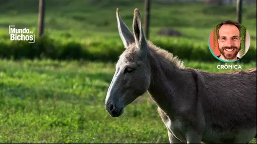 Será que precisa chamar burro de burro?