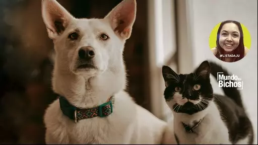 O afeto demonstrado por cães e gatos é realmente diferente?