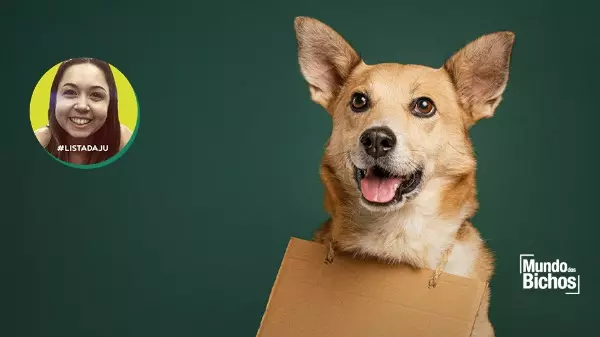Escolhendo um nome para o seu cão: uma tarefa nada fácil