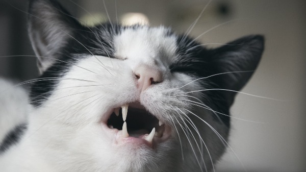 Animais de estimação também podem sofrer com epilepsia assim como os humanos?