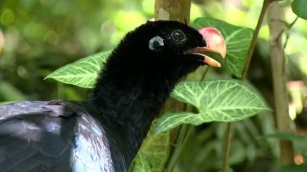 Mutum-de-alagoas e a luta contra a extinção da espécie