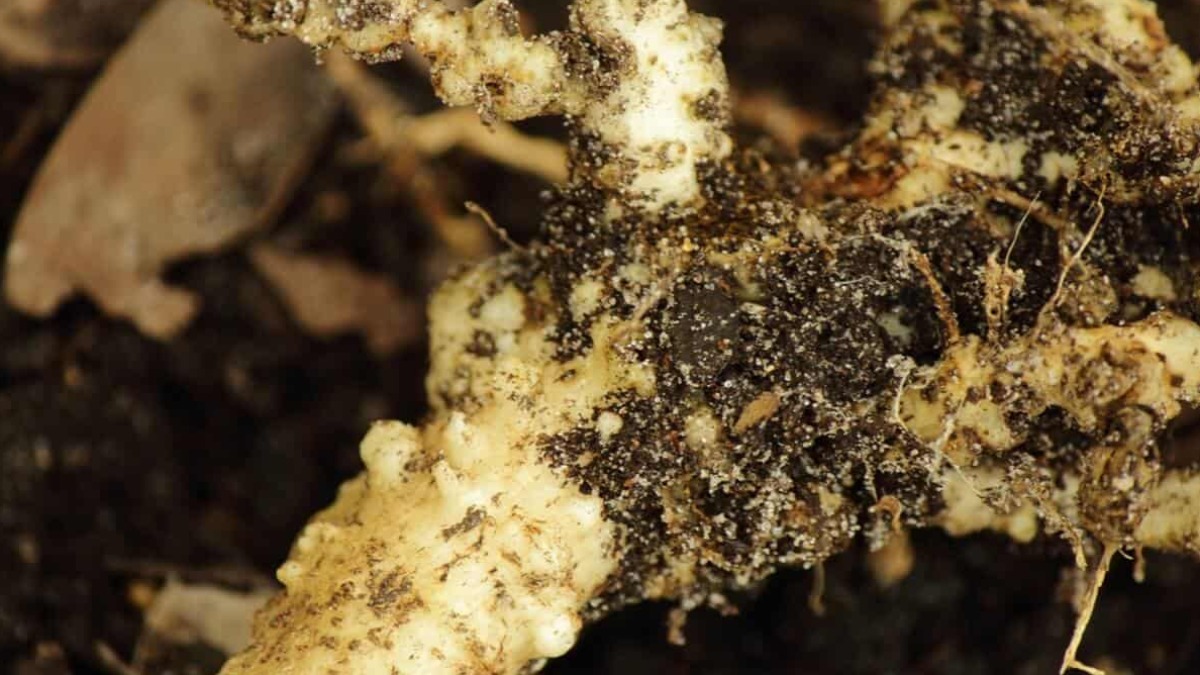 Nematoide de cisto da soja é praga silenciosa que causa grande prejuízo aos produtores