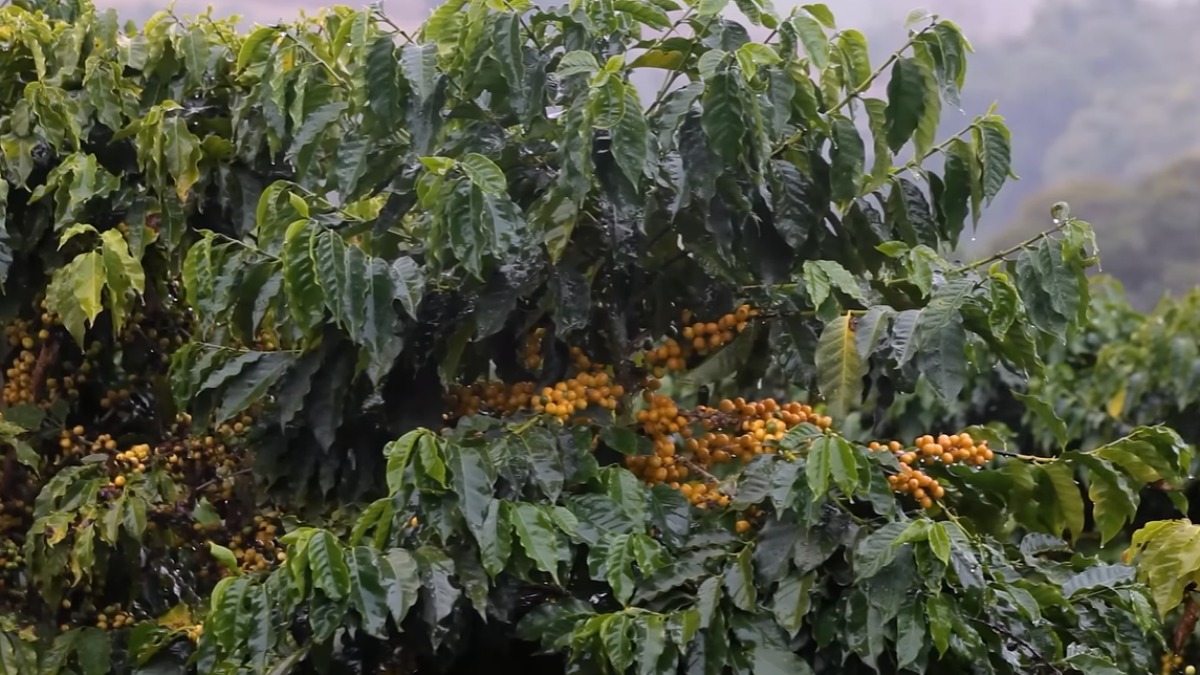 Impacto do período frio nas plantações preocupa produtores de café