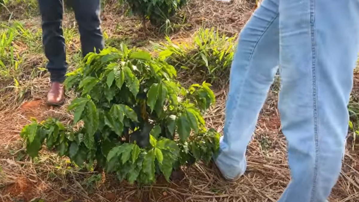 No Pé Do Café Saiba Tudo Sobre A Adubação Na Sua Plantação Tudoep