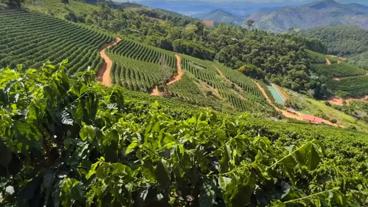 No Pé do Café: é possível ter café arábica e café conilon na mesma fazenda?  Veja as diferenças e semelhanças - tudoep