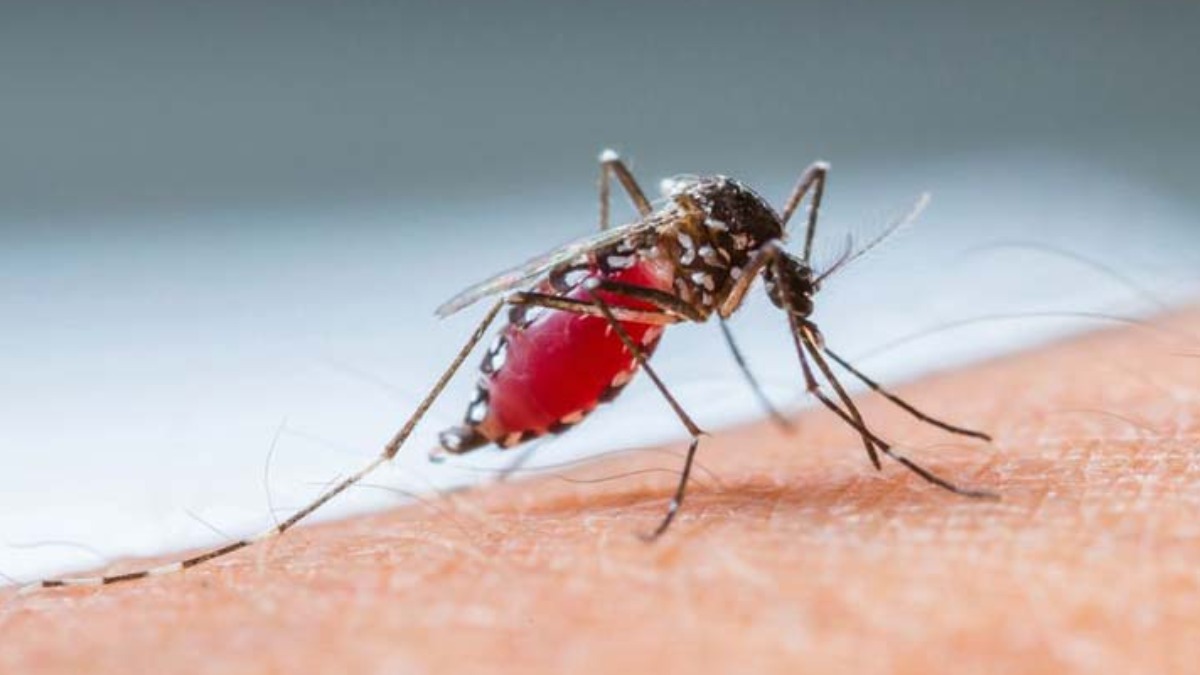 Situação da dengue preocupa na região de Ribeirão Preto