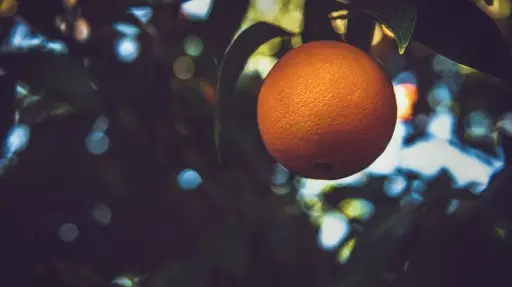 O que são candidatos laranja e como afetam as eleições?
