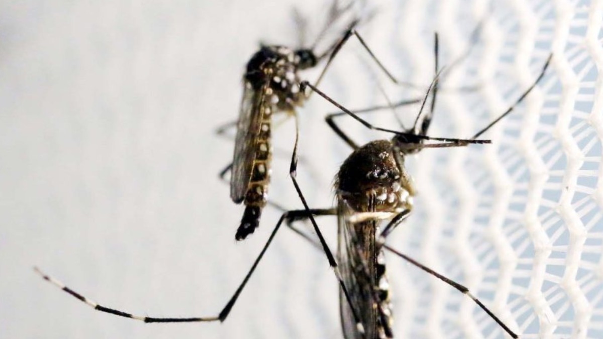 Ribeirão Preto bate recorde histórico de casos de dengue