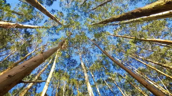 Rio Claro (SP): a cidade com marco histórico único