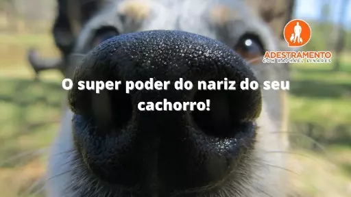 O super poder do nariz do seu cachorro!
