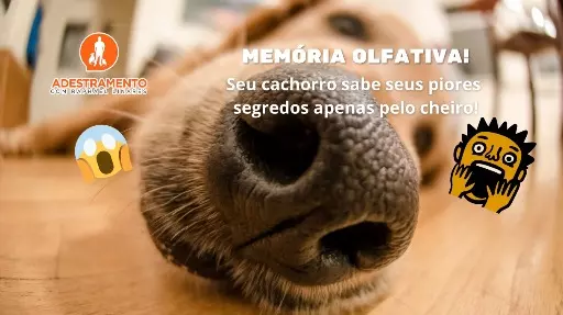 Seu cachorro sabe seus piores segredos apenas pelo cheiro!