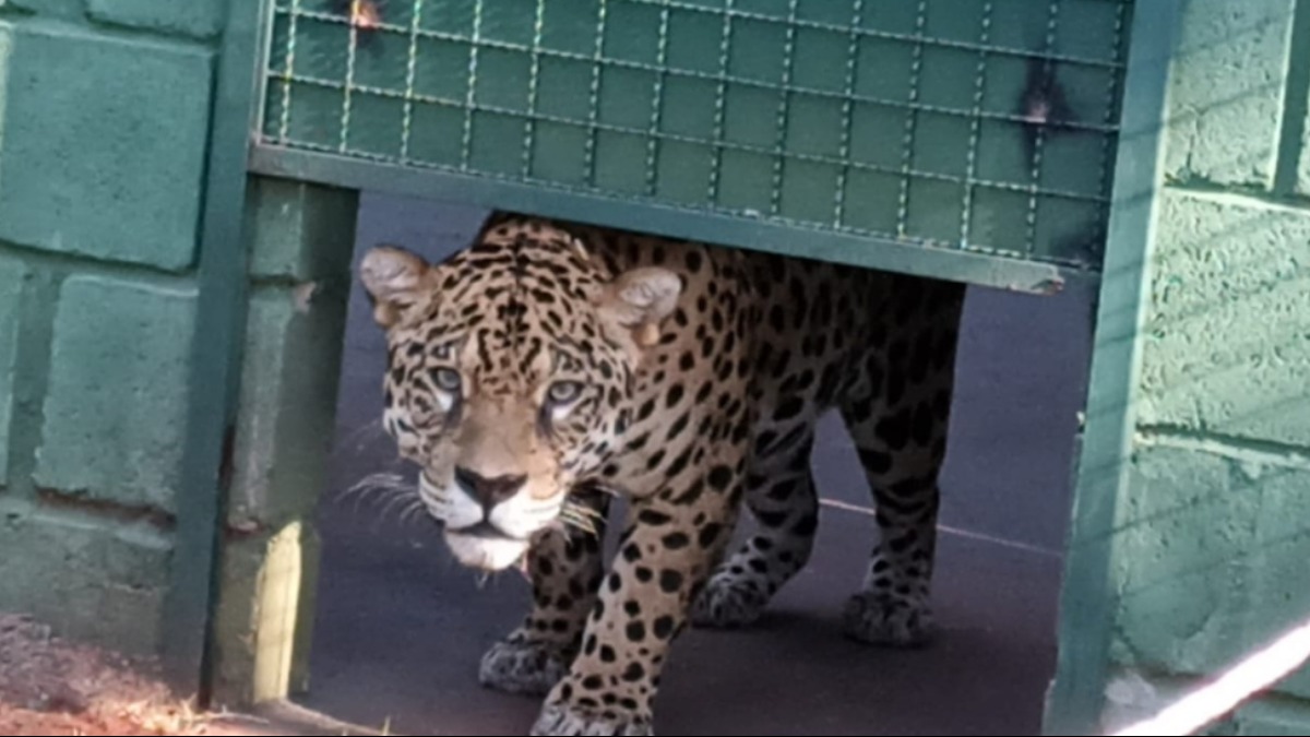 Onça pintada chega ao Zoológico Municipal de Guaíra