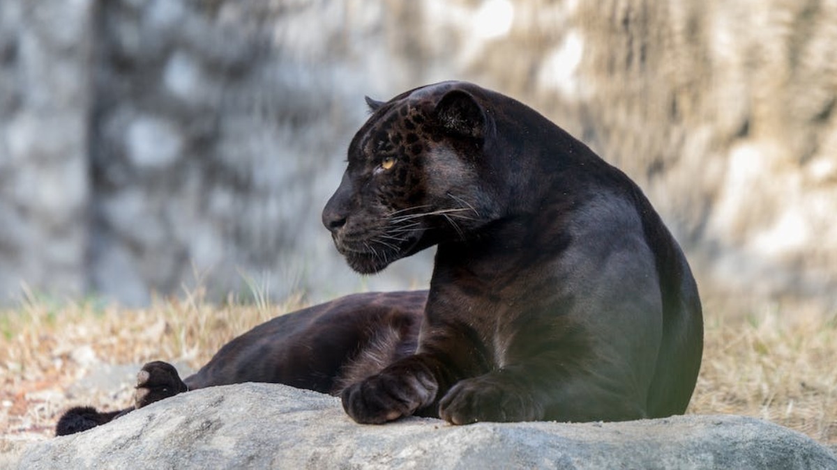 Pantera negra em Minas Gerais? Moradores confundem animal - tudoep