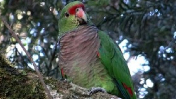 Papagaio de peito roxo é atração no Sul de Minas