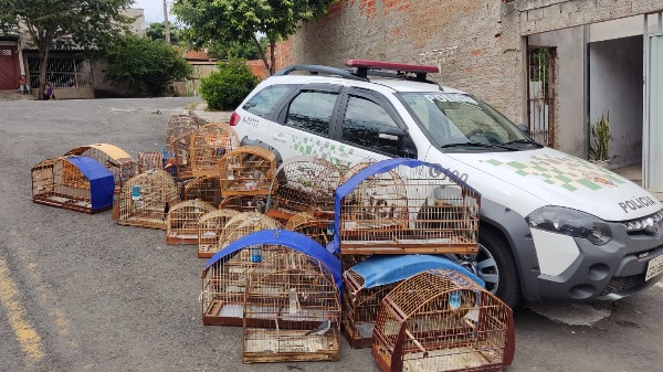 Pássaros foram resgatados e em seguida soltos (Foto: Divulgação Polícia Ambiental) - Foto: Foto: Divulgação Polícia Ambiental