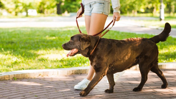 Ter uma rotina de caminhadas com seu cachorrinho é importante para a saúde dele