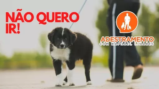 Dicas para um passeio perfeito com seu cão