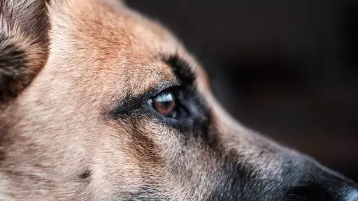 Cachorros "invadem" a casa do presidente dos Estados Unidos