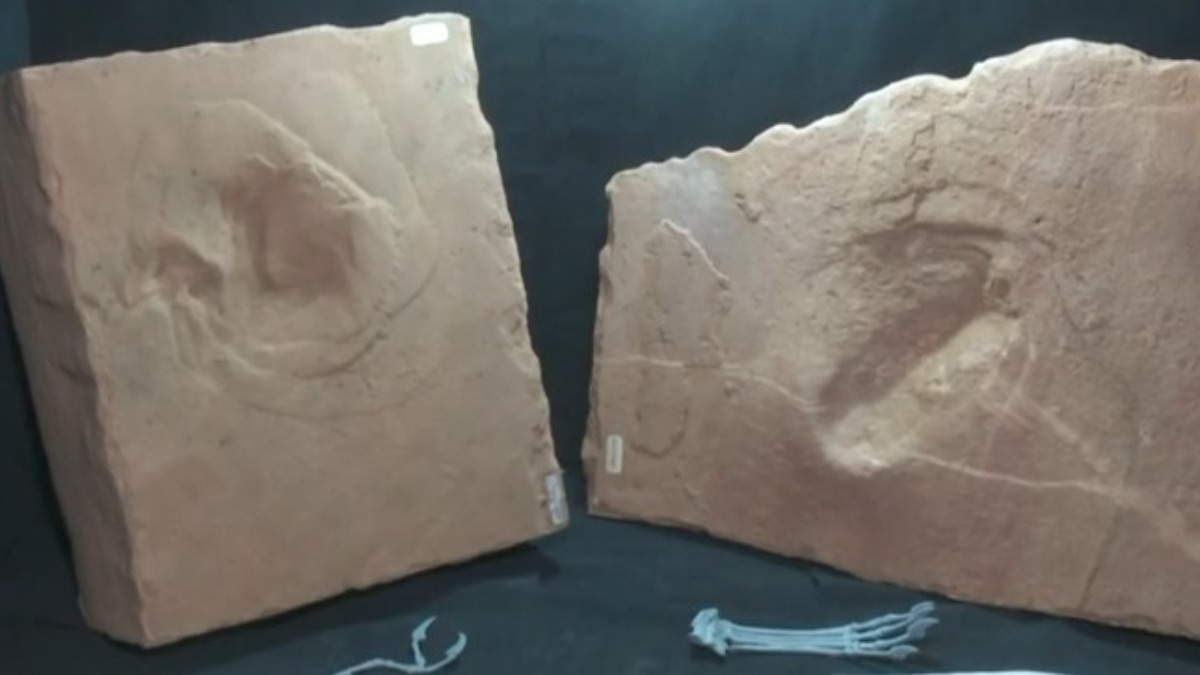 Pegadas de réptil voador descobertas na região de Araraquara viram destaque internacional Pegadas de réptil voador descobertas na região de Araraquara viram destaque internacional