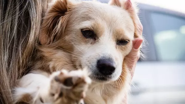 Pet Friendly: 5 hotéis que aceitam animais na região de Ribeirão