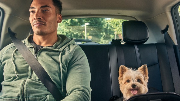 Uber lança nova categoria para transportar animais de estimação