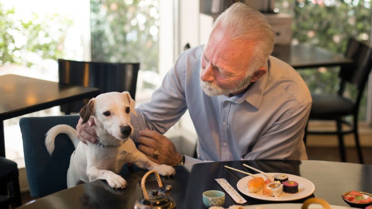 O que muda com a lei que estabelece novas regras para espaços pet friendly em Ribeirão Preto?