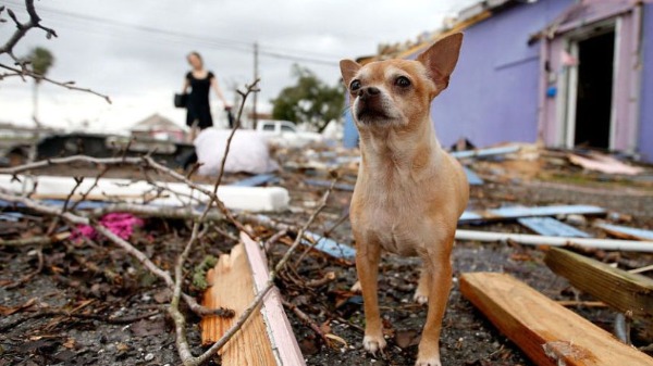 Como lidar com os pets em caso de grandes catástrofes como as enchentes no Rio Grande do Sul?