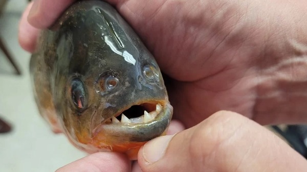 Piranhas - Foto: Reprodução