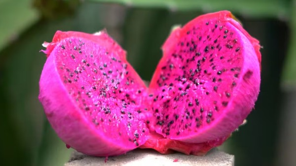 O crescimento da pitaya no mercado do agro brasileiro