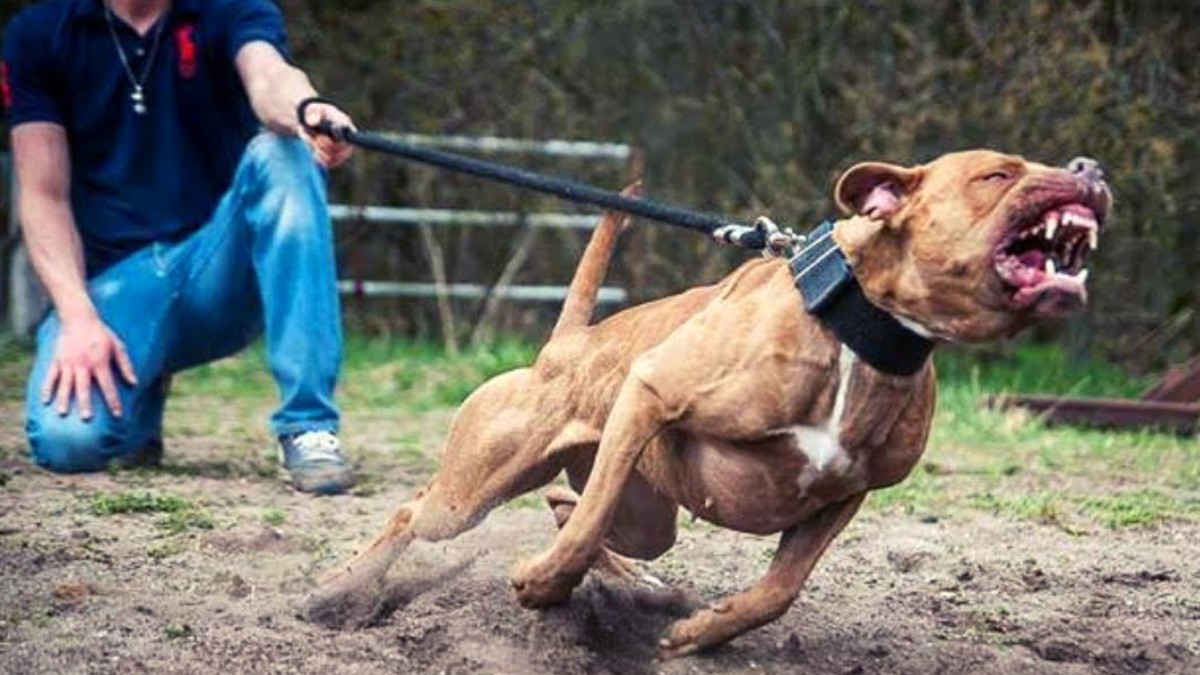 Ataques de pitbulls preocupam moradores da região de Ribeirão Preto