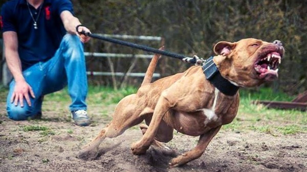 Pitbull ataca três pessoas no bairro Cristo Redentor, em Ribeirão Preto