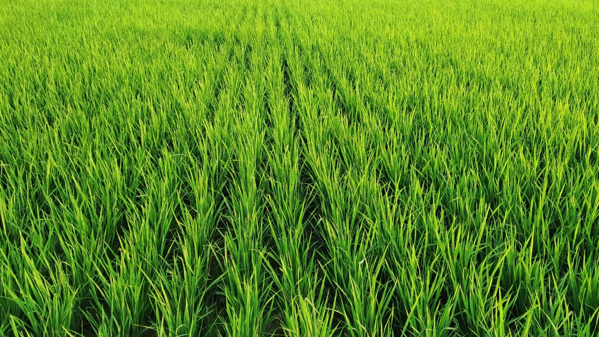 Plantação de arroz - Foto: Freepik