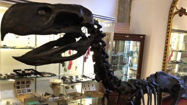 Predadora voraz, a ave se alimentava de pequenos mamíferos - Foto: Thiago Vernaschi/Arquivo Pessoal