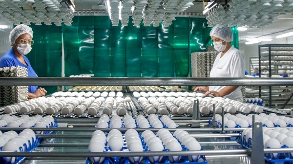 Associação Brasileira de Proteína Animal divulga aumento na exportação de ovos