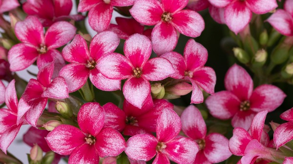 Produtores de Holambra apresentam novas variedades de flores e plantas ornamentais (Foto: Simone Joost) - Foto: Simone Joost
