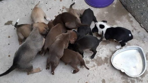 Projeto Amável Vira-Lata atende cerca de 70 cães e gatos que foram abandonados (Foto: Arquivo Pessoal) - Foto: Foto: Arquivo Pessoal