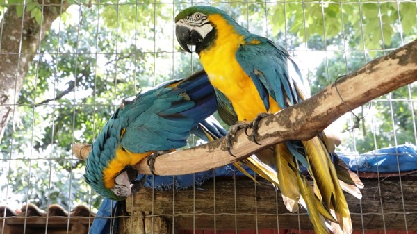 Conheça mais sobre o CRAS Pró-Arara que realiza a preservação de aves silvestres nativas