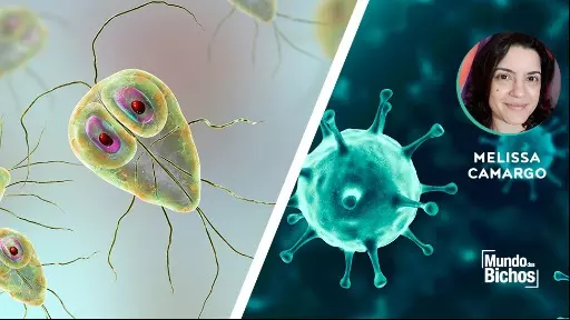 A diferença entre protozoário e vírus