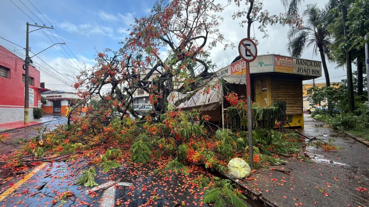 Árvore de 50 anos cai na João Bim e interdita via; ninguém se fere e equipes seguem no trabalho Árvore de 50 anos cai na João Bim e interdita via; ninguém se fere e equipes seguem no trabalho