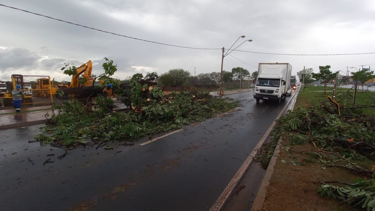 Avenida Thomaz Alberto Whately tem duas faixas interditadas para remoção de árvore