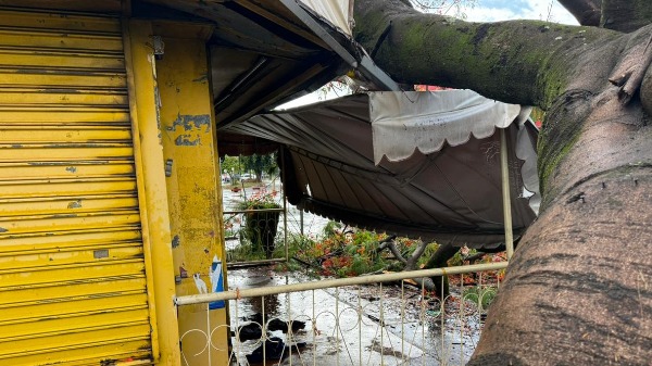 Queda de flamboiã expõe falhas na manutenção e reacende debate sobre arborização em Ribeirão Preto - Foto: Fabio Marchiselli/CBN Ribeirão