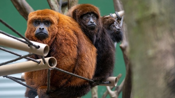 O bugio-ruivo e os felinos fazem parte do processo de reintrodução de animais em Florianópolis
