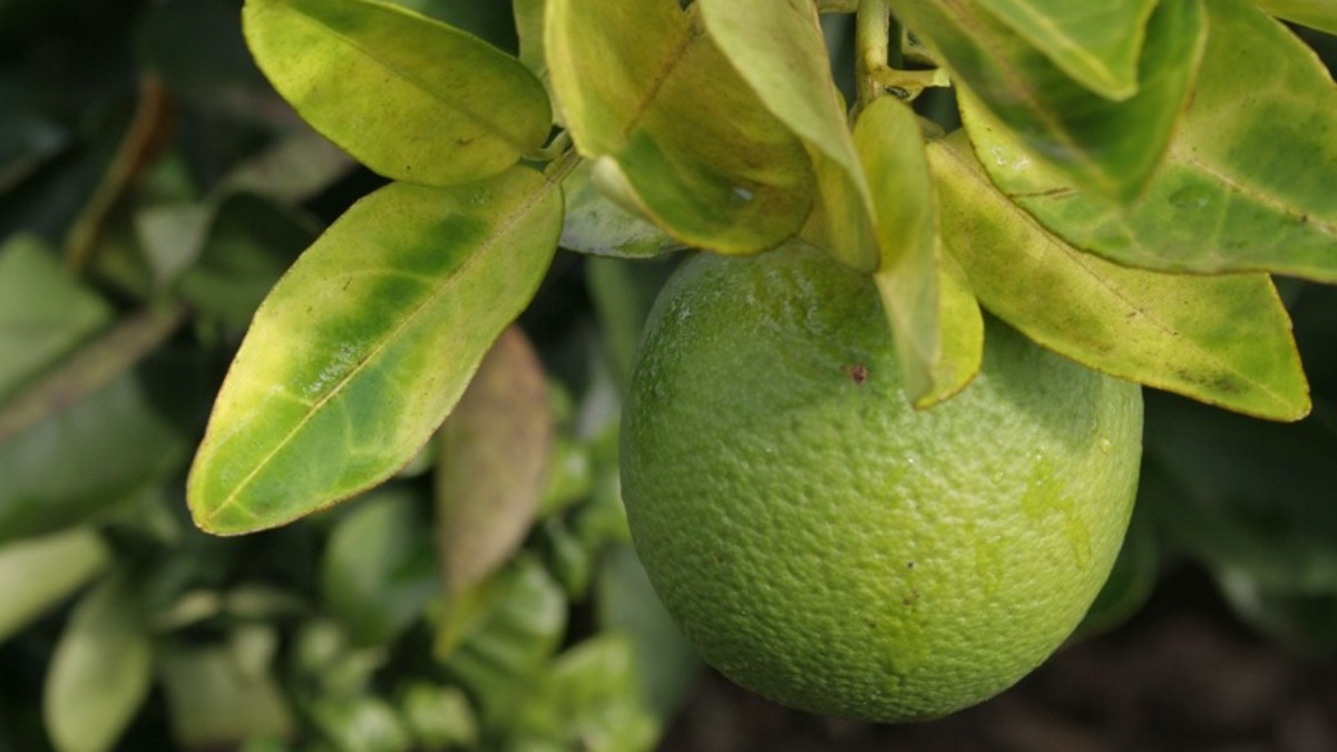 Safra de laranja recua com impacto de clima seco e avanço do greening Safra de laranja recua com impacto de clima seco e avanço do greening