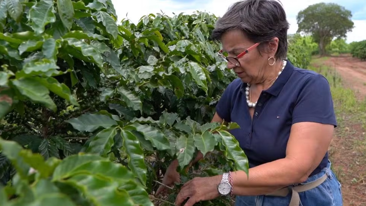 Basquete, calçado... café! Produção cafeeira de Franca é referência em qualidade e sustentabilidade